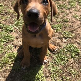 Rhodesian Ridgeback All Grown Up from RR Ridgebacks