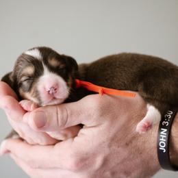 John - Sable male Pembroke Welsh Corgi puppy in South Otselic, New York from Ridge Top Corgis