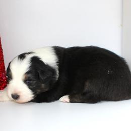 Guinness - Black tri-color male Australian Shepherd puppy in Camp Springs, Kentucky from Diamond Paws Australian Shepherds