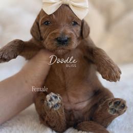 Ahsoka - Red  female Goldendoodle puppy in Gilbert, Arizona from Doodle Bliss