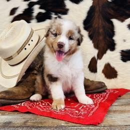 KLAYRE - Red merle female Australian Shepherd puppy in Durand, Wisconsin from Larson’s Legacy Aussome Aussie Kennels