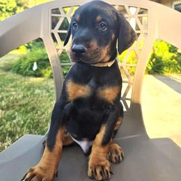 Mr. Grey - Black and rust male Doberman Pinscher puppy in Chagrin Falls, Ohio from Schloss Velburg Dobermanns