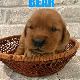 Golden Retriever Puppies from Teton View Golden Retrievers