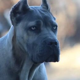 Nala - Cane Corso