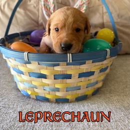 Leprechaun - Yellow male Labrador Retriever puppy in Water Valley, Mississippi from Three Lakes Labs & WHDs