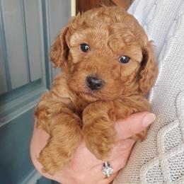 Tank -Dark Red Mini Poodle - Red  male Poodle puppy in Falcon, Missouri from Cedar House Heritage Poodles | AKC Toy & Miniature Poodle Puppies Raised in Home