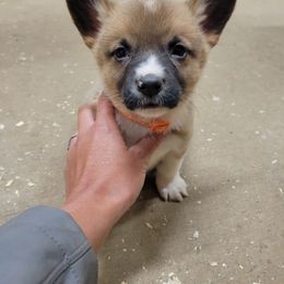 Beagle and Pembroke Welsh Corgi Puppies from Country Acres Farm