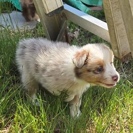 Capri - Red merle female Australian Shepherd puppy in Bumpass, Virginia from Glitterati Australian Shepherds