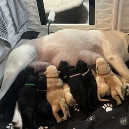 Labrador Retriever Puppies from Salt Run Retrievers