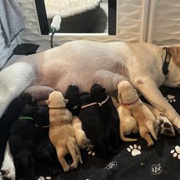 Labrador Retriever Puppies from Salt Run Retrievers