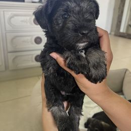 Miniature Schnauzer Puppies from Aria's Miniature Schnauzers