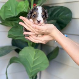 Red - Blue merle male Bernedoodle puppy in Charleston, South Carolina from Palm Belle Doodles