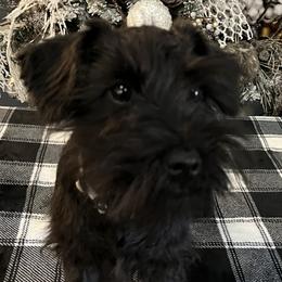 Kash - Black male Miniature Schnauzer puppy in Huntsville, Alabama from Edwin and Donna Lawrence