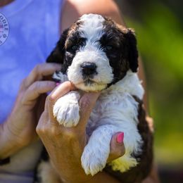 Bernedoodle, Saint Berdoodle, and Sheepadoodle Puppies from Yankee Doodle Puppies