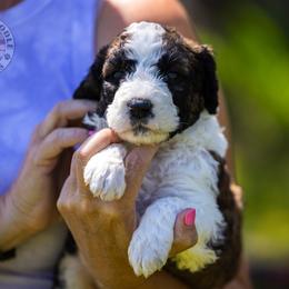 Bernedoodle, Saint Berdoodle, and Sheepadoodle Puppies from Yankee Doodle Puppies