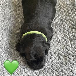 Boy 2 - male Aussiedoodle puppy in Houston, Texas from Waggin’ R Tails