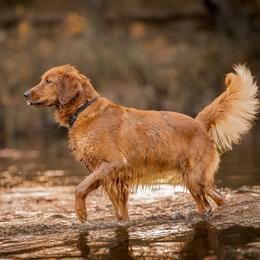 Golden Retriever puppies from Bertke AKC Golden Retrievers and Bernese Mountain Dogs