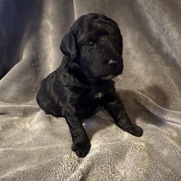 Minerva - Black female Goldendoodle puppy in Kearneysville, West Virginia from Daydreamer