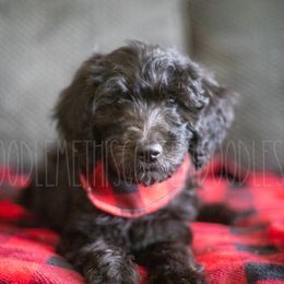Goldendoodle Puppies from Doodle Me This Goldendoodles