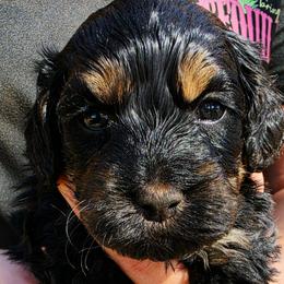 Ashy - Black and tan female Cockapoo puppy in Indiahoma, Oklahoma from Phamily Doodles