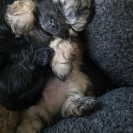 Mi-Ki Puppies from Moonstone miki's