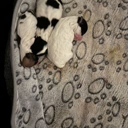 Joy - Black and white female Coton de Tulear puppy in Woodstock, Georgia from Early Bird Kennels