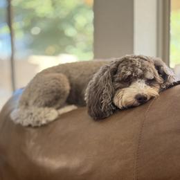 Bella - Bernedoodle