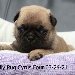 Pug Puppies from Bradley's Pugs