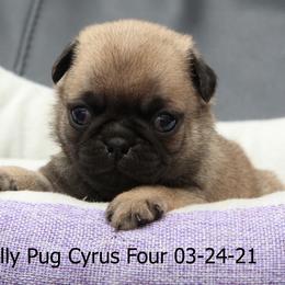 Pug Puppies from Bradley's Pugs
