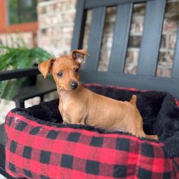 Boy 2 - Red male Miniature Pinscher puppy in Claypool, Indiana from Valjalu’s Minianture Pinschers
