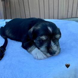 Girl 2 - Salt and pepper female Miniature Schnauzer puppy in Golden Ridge, Montana from Miniature Schnauzers