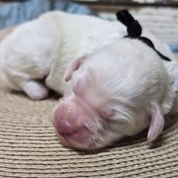 Blanco - Parti male Goldendoodle puppy in Austin, Texas from Austin Doodles & Poodles
