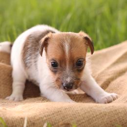 Cooper - Tan and white male Jack Russell Terrier puppy in West Bend, Iowa from Blue Skies Terriers