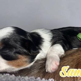Samantha - Black and white female Shih Tzu puppy in Sacramento, California from NANA’S  QUALITY SHIH TZU'S