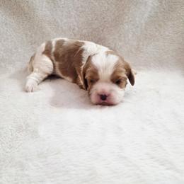 Maxwell - Blenheim male Cavalier King Charles Spaniel puppy in Pennsylvania from Julie's Cavalier King Charles Spaniels
