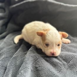 Boy 1 - White and lemon male Papillon puppy in Shirley, Arkansas from Lucky Pups