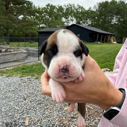 Black - Fawn male Boxer puppy in Jamesville, New York from Reynolds Homestead Boxers