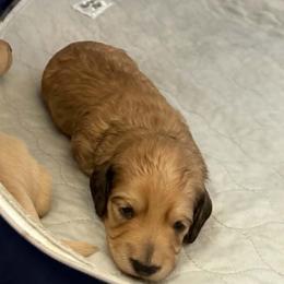AKC Shaded Cream Mini longhair female - Cream female Dachshund puppy in Canyon Lake, Texas from M&Ms Dachshunds of Central Texas