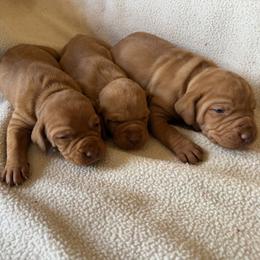 Girl 2 - Golden rust female Vizsla puppy in Albany, Texas from Big Country Kennels