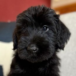 Boy 3 - Black male Giant Schnauzer puppy in Wildomar, California from My Angel Schnauzers