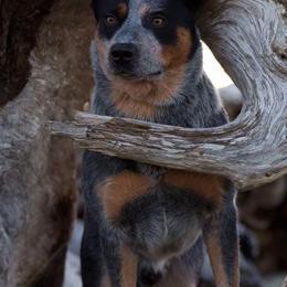 Australian Cattle Dogs from Heelerhill Kennels