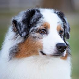 Banner - Australian Shepherd
