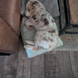 Australian Shepherd Puppies from Winter River Farms Australian Shepherds