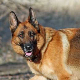 Roo - German Shepherd