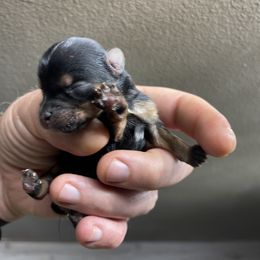 Yorkshire Terrier Puppies from Indiana yorkies