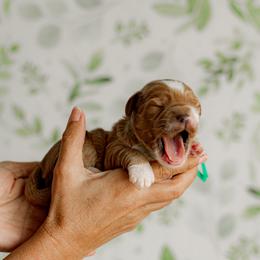 Cheif (green collar) - Red  male Goldendoodle puppy in Apopka, Florida from The Classic Doodle