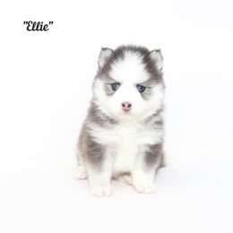 Ellie - Gray and white female Pomsky puppy in Murfreesboro, Tennessee from Middle Tennessee Pomskies