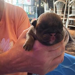 Lizzie - Chocolate tri-color female Bulldog puppy in Toccoa, Georgia from The Grooming Barn LLC/ Wet Dog Ranch