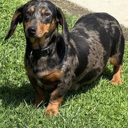 Dachshund All Grown Up from Esbeidy Marin