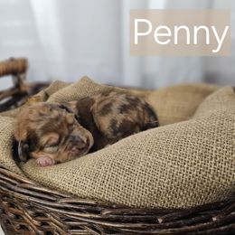 Penny - Merle-sable female Saint Berdoodle puppy in Battle Ground, Washington from Mad Hatter Farms Saint Berdoodles